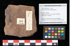 Foto (Objekt + Etikett) von Pinus praepumilio Ettingshausen (NHMW-GEO-2024-0188-0264)